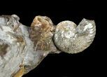 Nice, Sphenodiscus Ammonites - South Dakota #34176-2